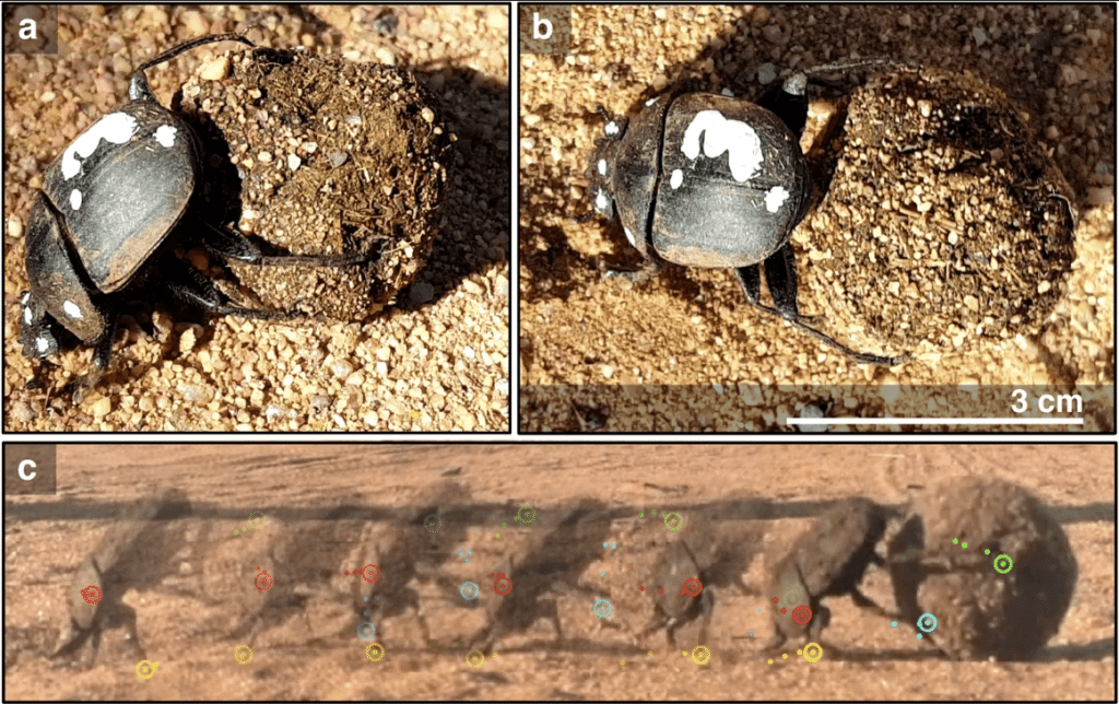 A Dung Beetle Life: How Dung Beetle Roll a Ball?